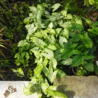 گل و‌گیاه|گل و گیاه طبیعی|چالوس, |دیوار