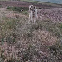 2ساله سرابی برای باغ