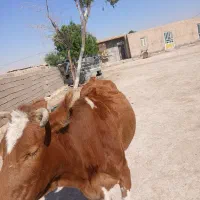 دهلران|حیوانات مزرعه|دهلران, |دیوار