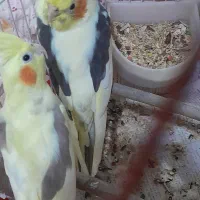 طوطی عروس دوکت|پرنده|رشت, آب آسیاب|دیوار