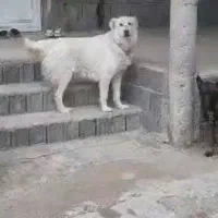 سگ نگهبان.و صحرا