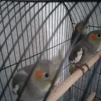 جوجه عروس هلندی به فروش میرسد|پرنده|رشت, سعدی (تختی)|دیوار