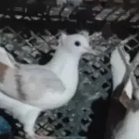کفتر