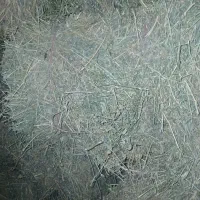 یونجه درجه یک انباری|حیوانات مزرعه|دشتابی, |دیوار