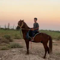 اسب حمدانی سالم وتمیز بشرط سواری فاقد شناسنامه