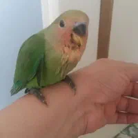 پرنده|پرنده|ملارد, |دیوار