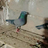 سبز‌نرو.ماده‌‌پشت‌بسته