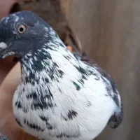 کبوتر گمشده|حیوانات|پارس‌آباد, |دیوار