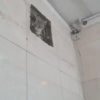 واگذاری سه تا گربه ملوس  رایگان