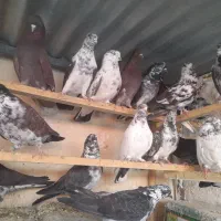 ۲۰ تا قاره ساعتی