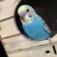 * گمشده *