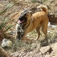 سگ گمشده|سگ|تایباد, |دیوار