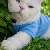 گربه|گربه|بوکان, |دیوار