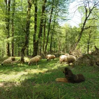 فروش گوسفند پرواری