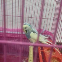 مرغ عشق