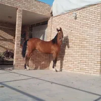 اسب|اسب و تجهیزات اسب‌سواری|ابریشم, |دیوار