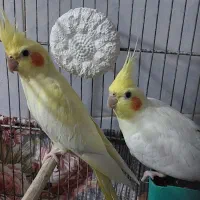 طوطی|پرنده|مسجد سلیمان, |دیوار