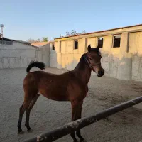 فروش اسب عرب