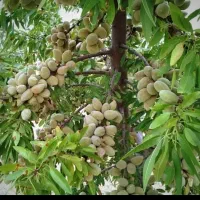 مثمر بادام آذر نهال و دیر گل شاهرودی خوشه ای