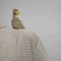 عروس هلندی نر