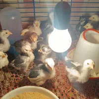 مرغ و خروس و جوجه گلین فول کیفیت