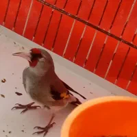 سهره چونه سفید ریز خان کاشمر قیمت 1500