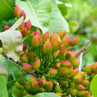 خارجی وایـرانی انواع نهالها|خدمات باغبانی و درختکاری|دهدشت, |دیوار