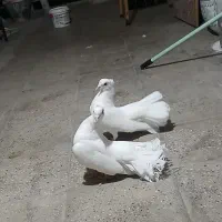 کبوتر دم چتری خشونه اصیل