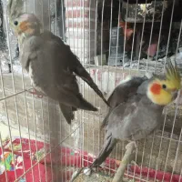 جفت عروس هلندی|پرنده|زرند, |دیوار