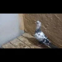 کبوتر دو تا نر یک ماده