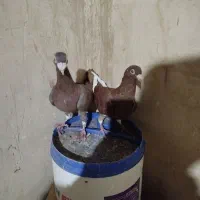 قره سرخ|پرنده|خواف, |دیوار