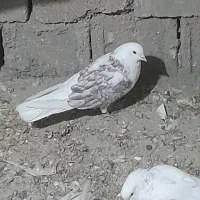 کبوتر اصفهانی، تهرانی  ،کاشانی ،پرشی