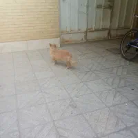 سگ پامرنین