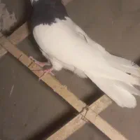 طوقی نر پرنده بشرط پرش و جفت