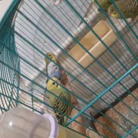 مرغ .عشق.. جوان|پرنده|تبریز, |دیوار