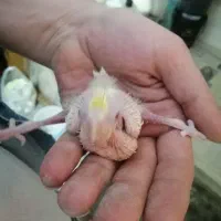 واگذاری عروس هلندی