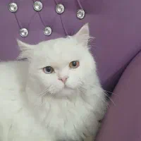 گربه دو نژاده سیبرین و پرشین