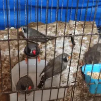 پرنده گلدین جفت اماده تخم گذاری لپ سیاه