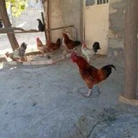 خروس کوردی اصل