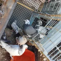 ۱۰عددکبوترتهرانی،جوین|پرنده|جغتای, |دیوار