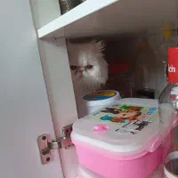 واگذاری گربه ی پرشین نر اصیل|گربه|صدرا-فارس, فاز ۱|دیوار