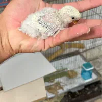 جوجه طوطی کوتوله