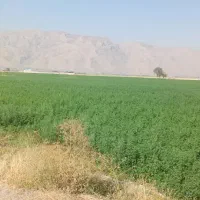 11هکتار یونجه پرس|لوازم جانبی حیوانات|شیراز, بید زرد|دیوار