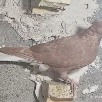 زرد کرمونی  و زرد دم سفید سار سرور|پرنده|مشهد, ادیب نیشابوری (شهرک غرب)|دیوار