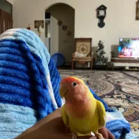 طوطی برزیلی سخنگو دستی فروش و‌معاوضه|پرنده|اردبیل, |دیوار