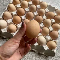 تخم مرغ محلی تازه