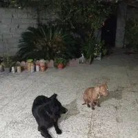 سگ نگهبان اصیل