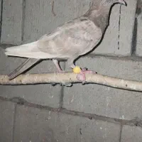 دوبر