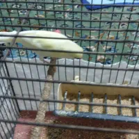 پرنده|پرنده|صحنه, |دیوار