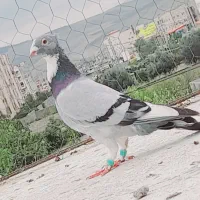 سرخ اتشی  نر خوشگل .پروازی .ابلغ سبز